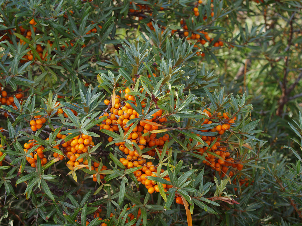 Hippophae rhamnoides